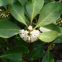 Aegiceras corniculatum (L.) Blanco